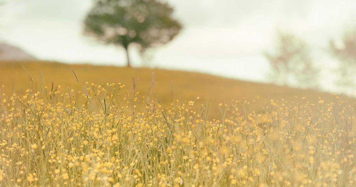 What is Novel? - Company Overview & Details